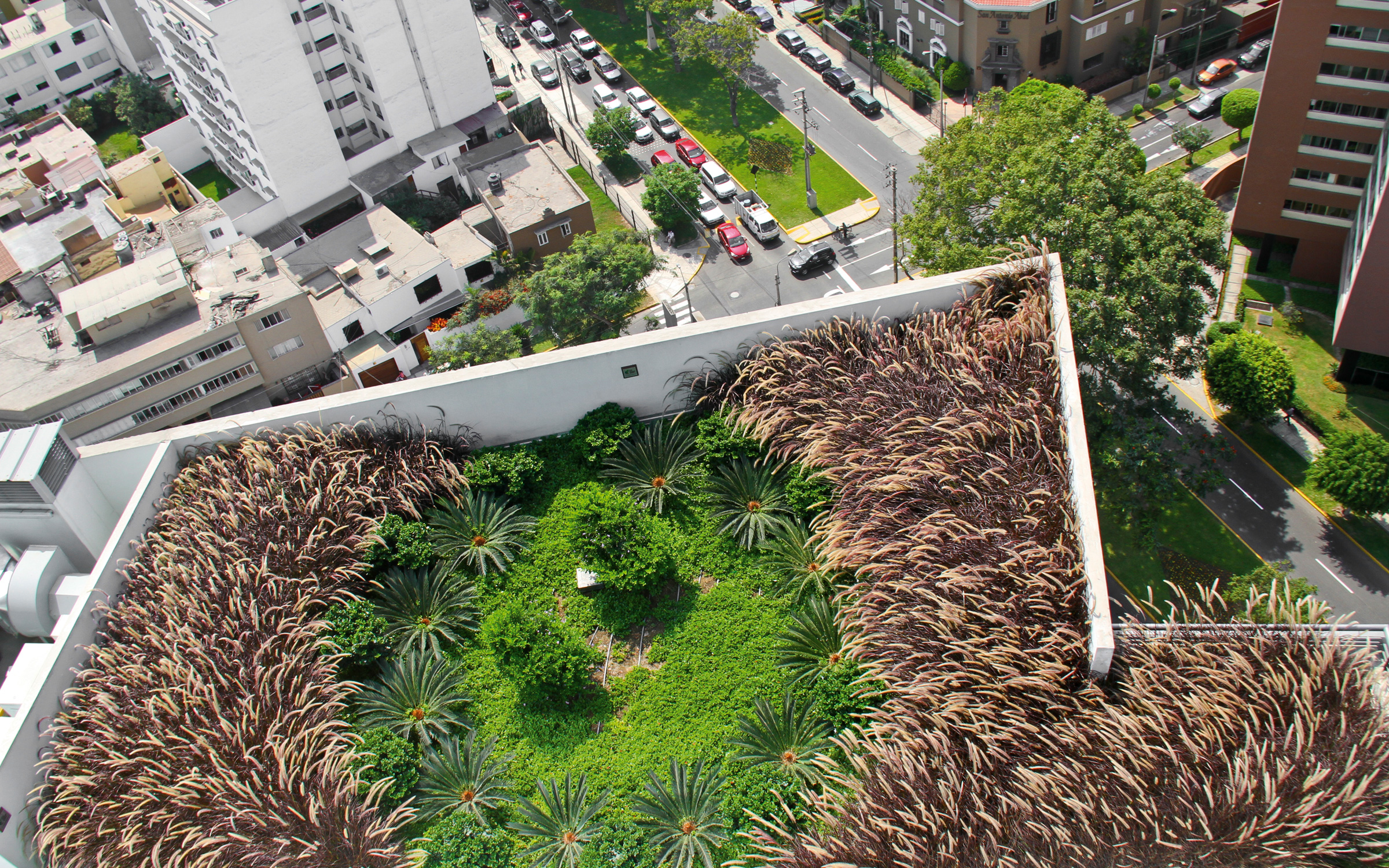 Vista de pájaro sobre una cubierta jardín con palmeras pequeñas y hierbas ornamentales