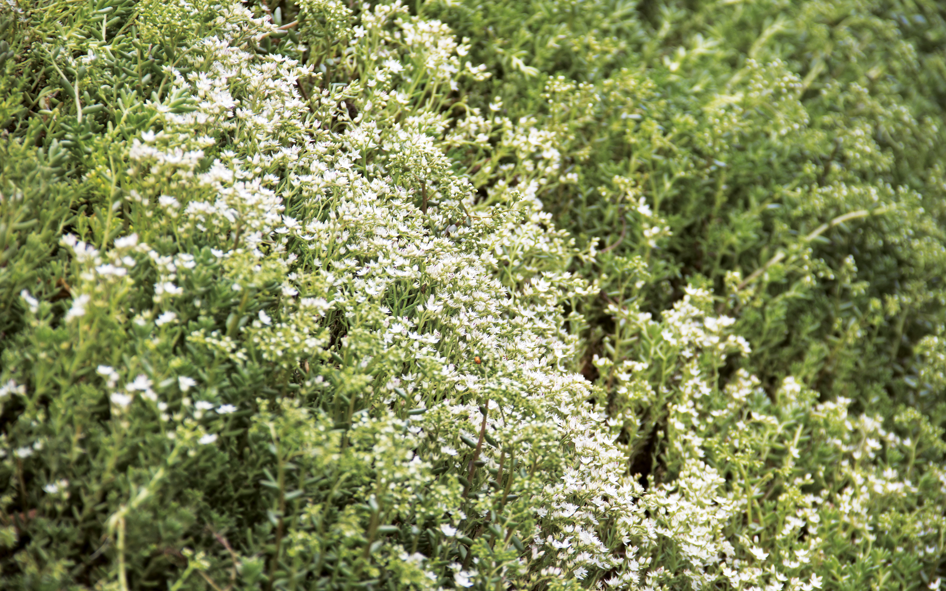 Flores blancas de Sedum