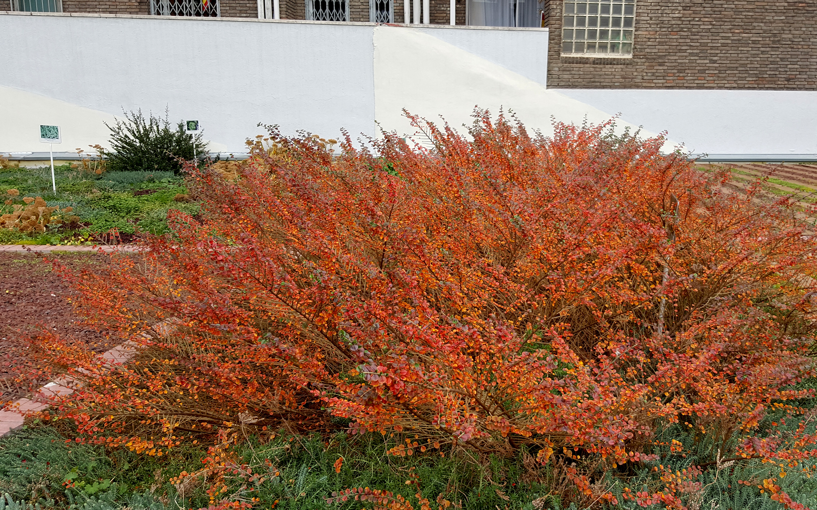 Arbusto con hojas rojas en otoño