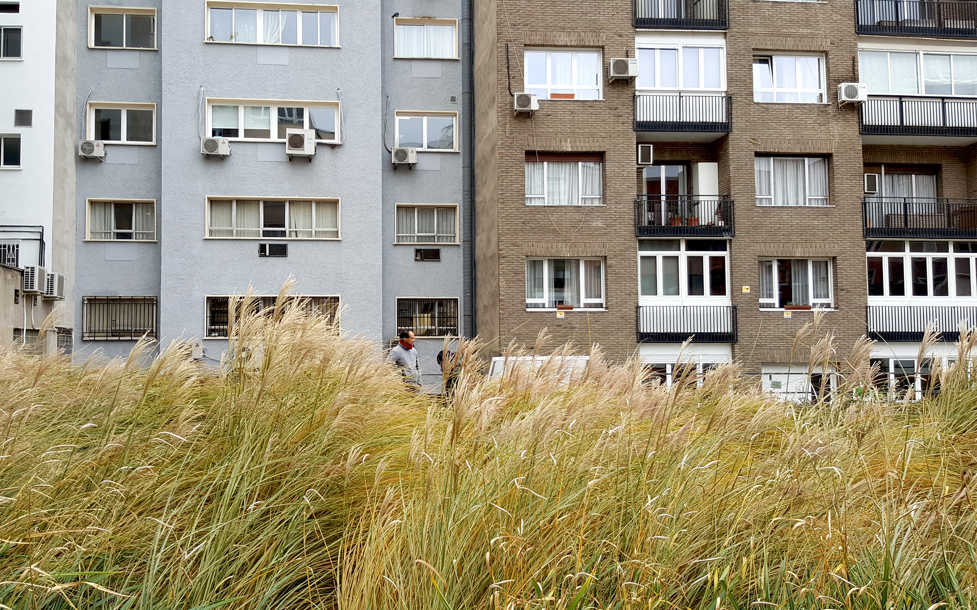 Hierbas ornamental enfrente de bloques de apartamentos