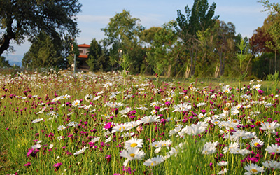 Pradera floral