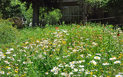 Pradera floral
