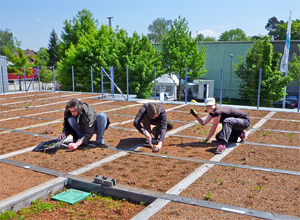 Jardineros plantando en el techo