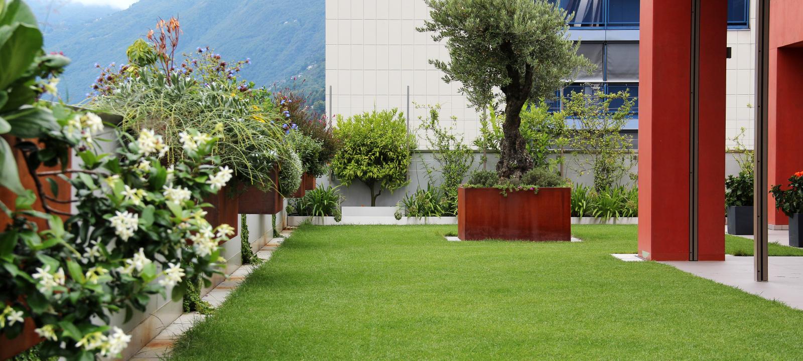 Cubierta jardín con césped y un olivo en una maceta