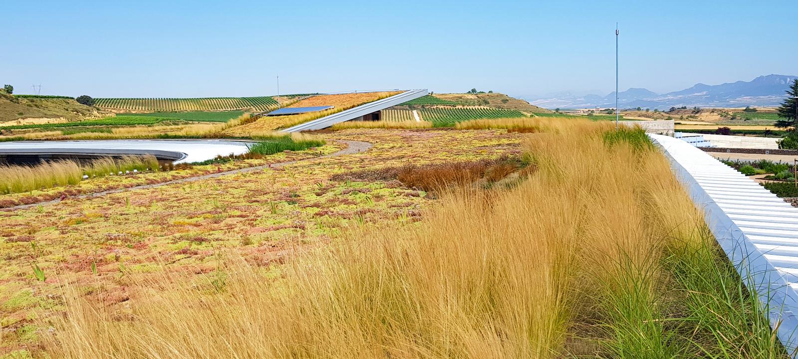 Gran cubierta ajardinada con hierbas ornamentales y Sedum