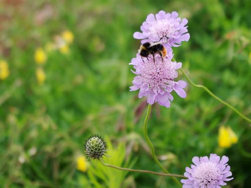 Bumblebee on a Scabiosa flower