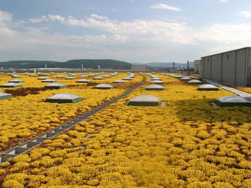 Flores amarillas de Sedum en una cubierta