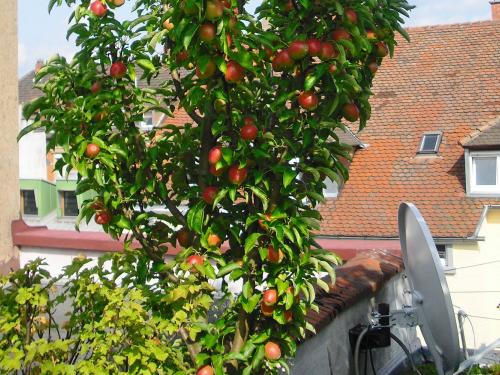 Arboles frutales sobre una cubierta