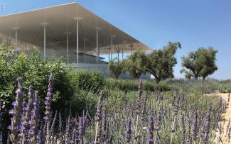 Cubierta ajardinada con olivos y lavanda