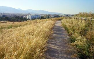 Camino a través de hierbas ornamentales en una cubierta verde