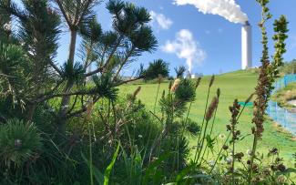 Pinos sobre a cubierta ajardinada