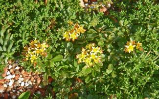 Plantación de tipo extensivo. Flores amarillas de un plantación con Sedum