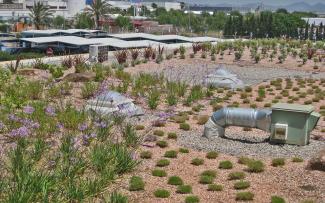 Aspecto de una cubierta semi-extensiva en uno de los edificios del aeropuerto de Ibiza pocas semanas después de su plantación. Cubierta ajardinada semi-extensiva en un edificio