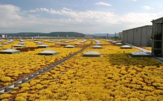 Flores amarillas de Sedum en una cubierta