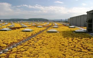 Aeropuerto de Zúrich (Suiza) Flores amarillas de Sedum en una cubierta