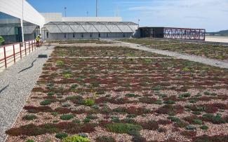 Cubierta ecológica ZinCo en el Aeropuerto de Ibiza Cubierta ajardinada extensiva