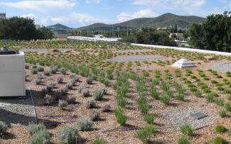 Cubierta ecológica ZinCo después de la plantación en el Aeropuerto de Ibiza Cubierta ajardinada extensiva