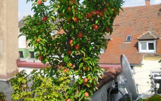 Arboles frutales sobre una cubierta