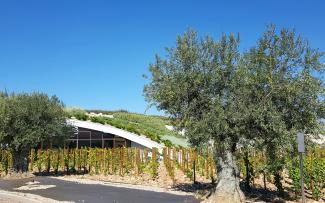 Olivos y vides frente a una cubierta verde