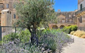 Cubierta jardín con olivos y lavanda