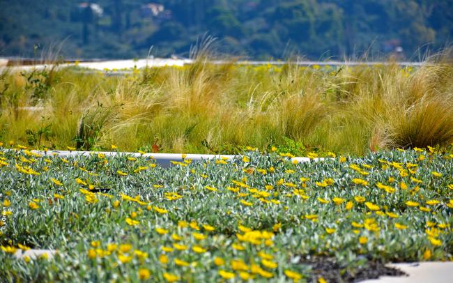 Cubierta ajardinada con hierbas ornamentales y flores amarillas